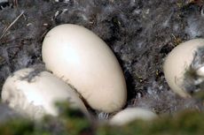 Magellangans (3 von 9).jpg